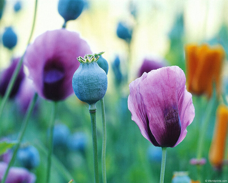 Purple Poppy Flowers — Serene, Spring