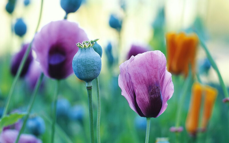 Purple Poppy Flowers — Serene