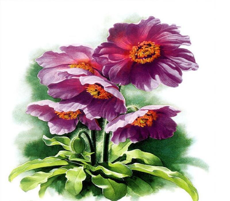 Purple Poppy Flowers