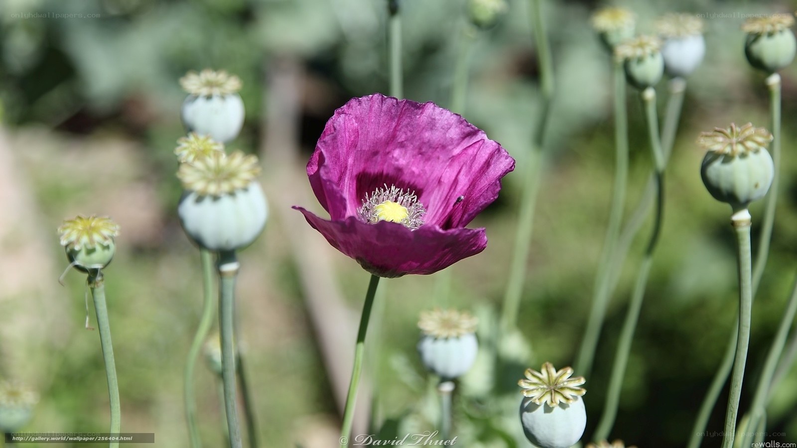 Purple poppy in a field