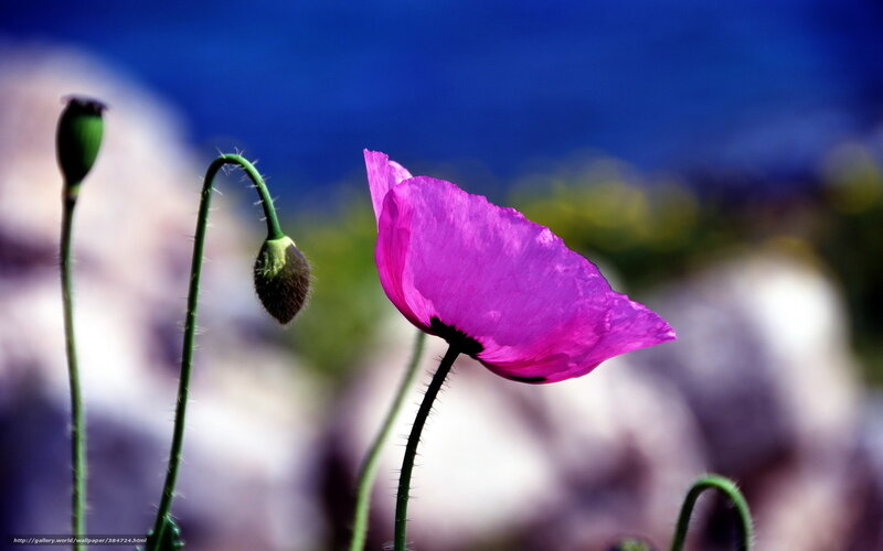 Purple poppy in sunlight