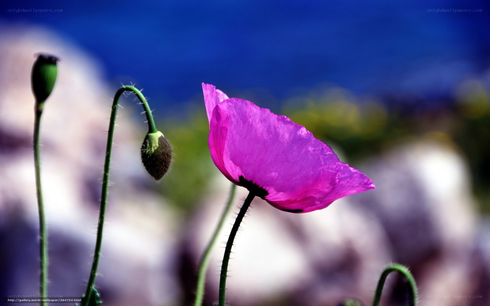 Purple poppy in sunlight