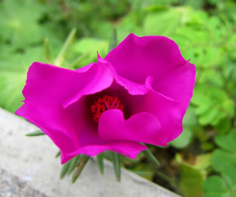 Purple Portulaca Flower