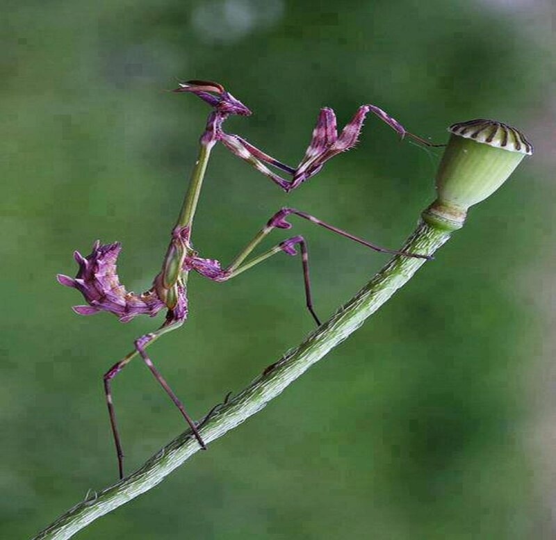 Purple Praying Mantis — Green