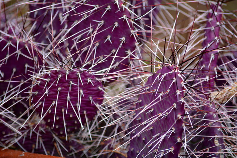 Purple Prickly Pear Cactus — Textured