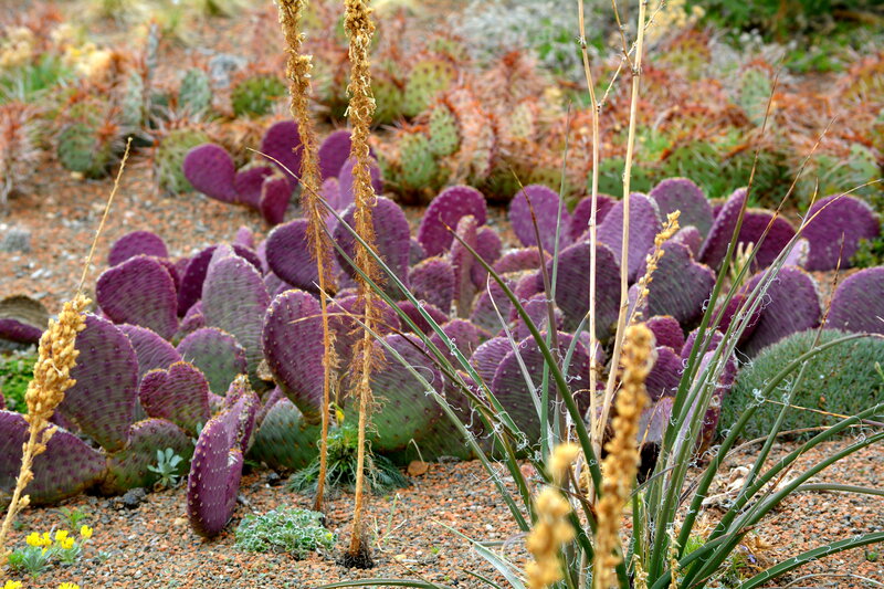 Purple Prickly Pear Cactus