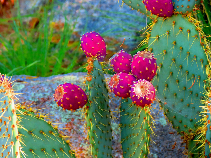 Purple Prickly Pear Fruits
