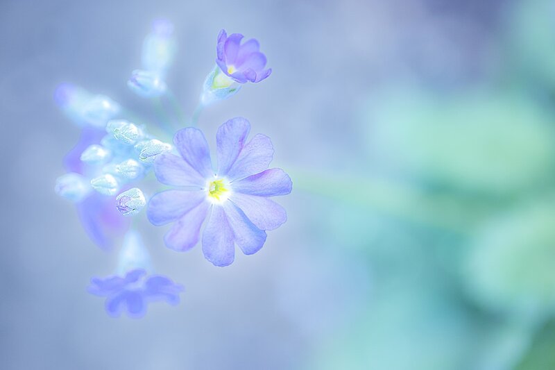 Purple Primrose Flower — Blue
