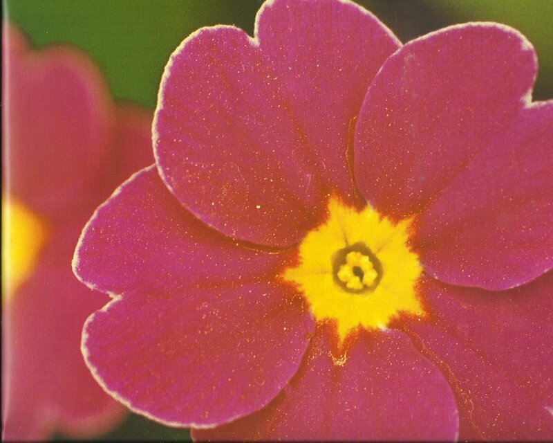 Purple Primrose Flower — Calm, Spring