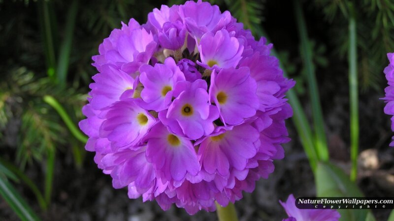 Purple Primrose Flower — Calm