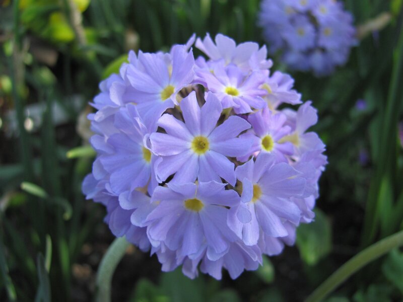 purple primrose flower cluster