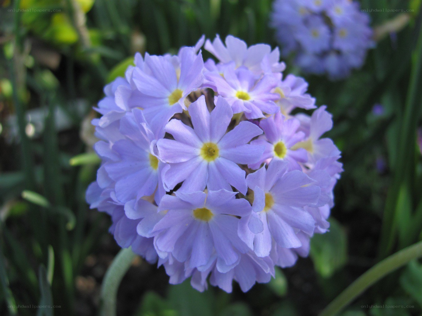 purple primrose flower cluster