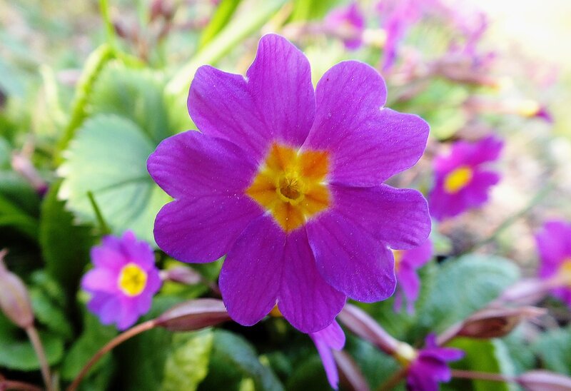 Purple Primrose Flower — Serene