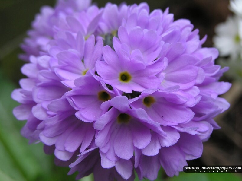 Purple Primrose Flower