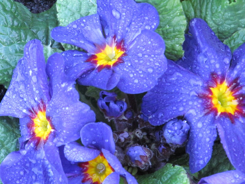 Purple Primrose Flowers — Blue, Damp