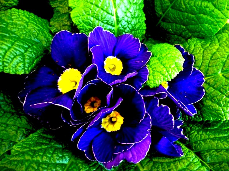 Purple Primrose Flowers — Blue