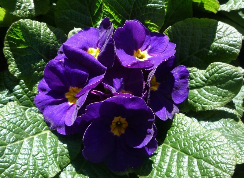 Purple Primrose Flowers — Bright