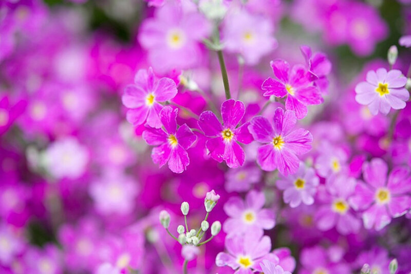 Purple Primrose Flowers — Calm, Spring, Photograph, Buds, Stems