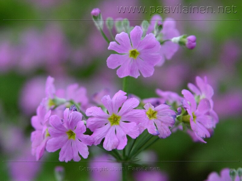 Purple Primrose Flowers — Calm, Spring, Photograph, Buds