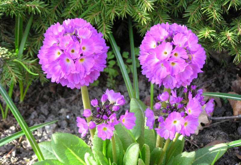 Purple Primrose Flowers — Calm, Spring, Photograph, Green Leaves, Pine Needles