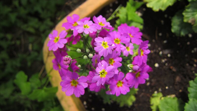 Purple Primrose Flowers — Calm, Spring, Photograph, Green Leaves, Soil