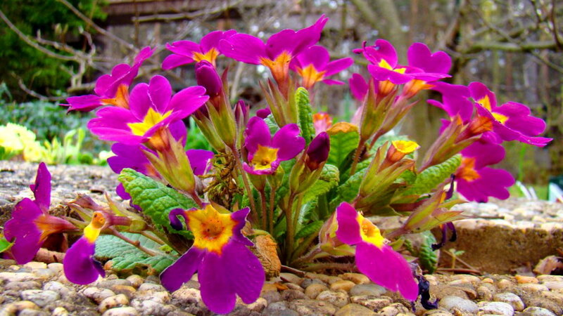 Purple Primrose Flowers — Calm, Spring, Photograph, Leaves