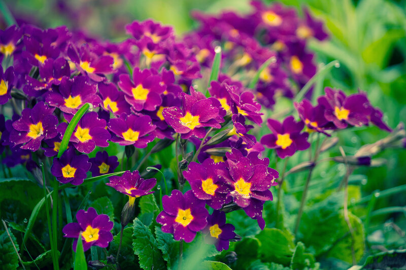 Purple Primrose Flowers — Calm, Spring, Photograph