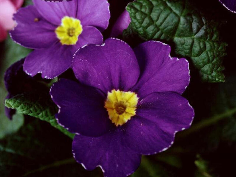 Purple Primrose Flowers — Calm, Spring