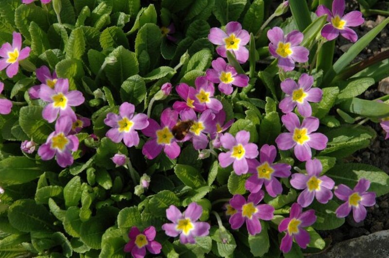 Purple Primrose Flowers — Calm