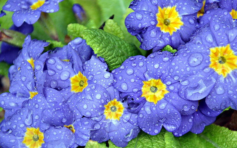 Purple Primrose Flowers — Fresh