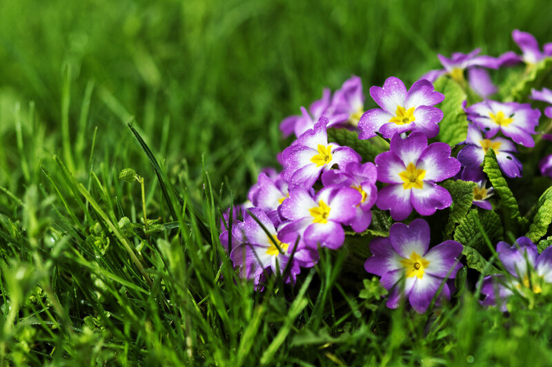 Purple Primrose Flowers — Green