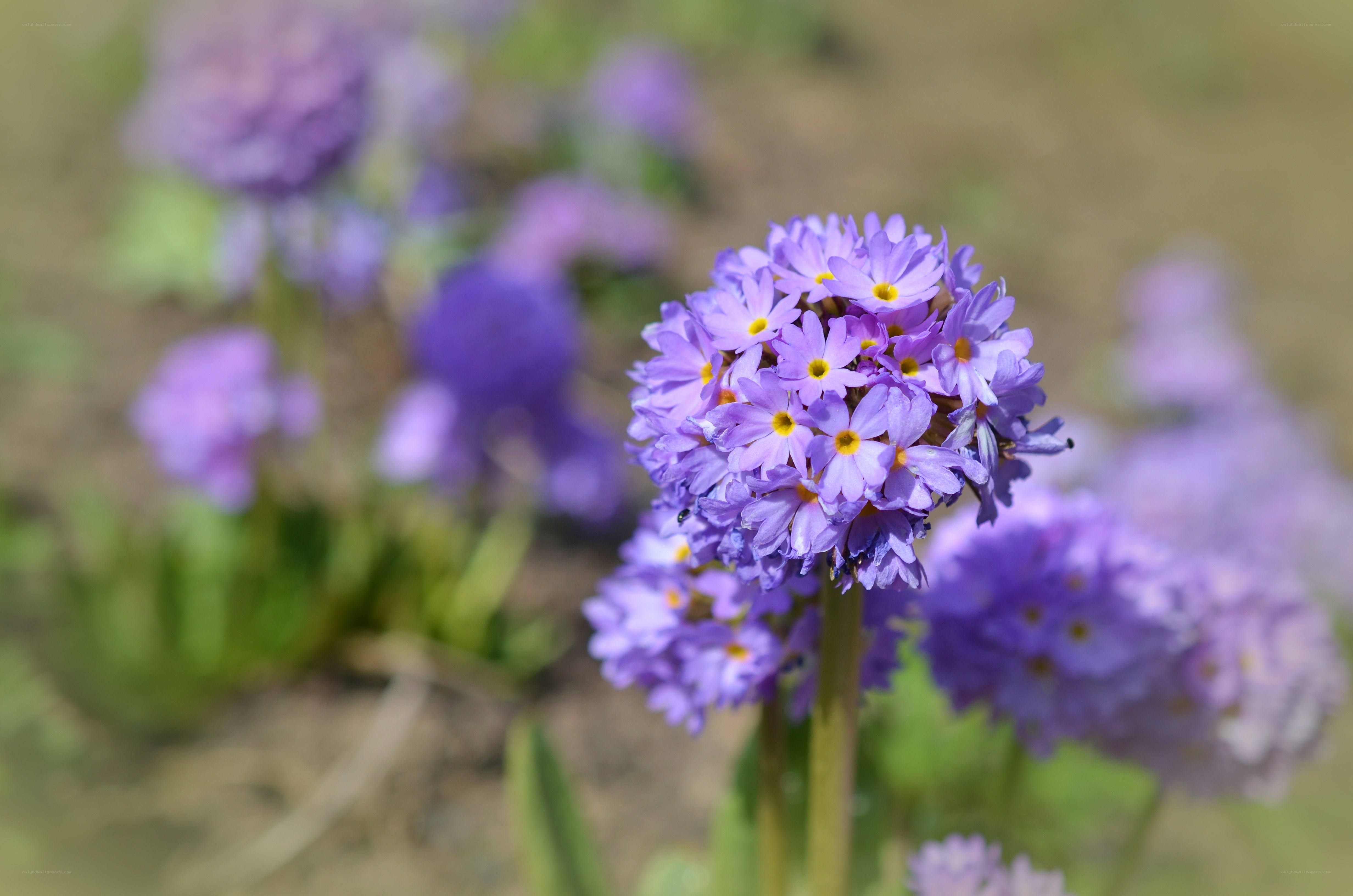 purple primrose flowers in bloom