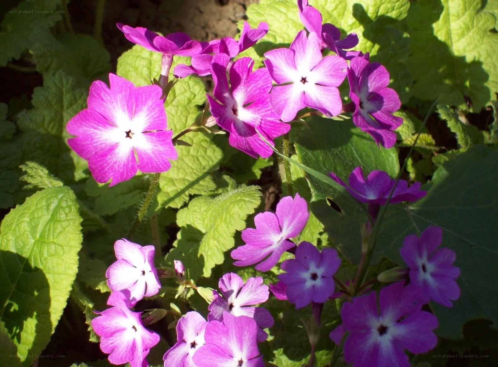Purple primrose flowers in garden