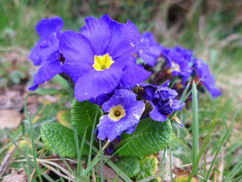 Purple Primrose Flowers — Natural, Spring, Photograph