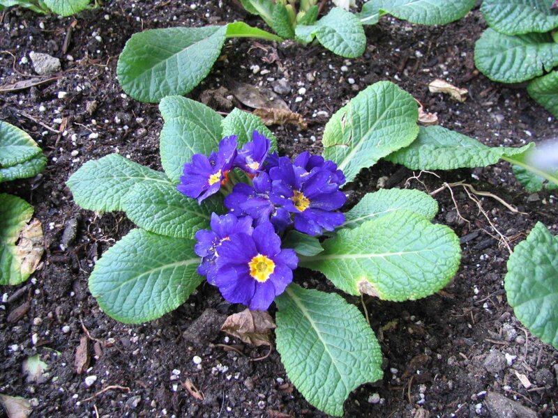 Purple Primrose Flowers — Natural, Spring