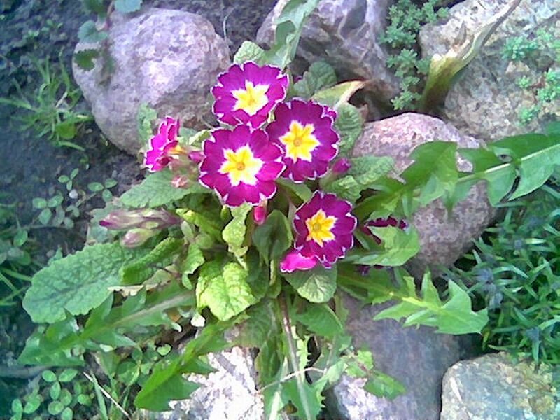 Purple Primrose Flowers — Natural