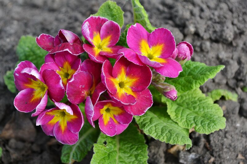 Purple Primrose Flowers — Pink