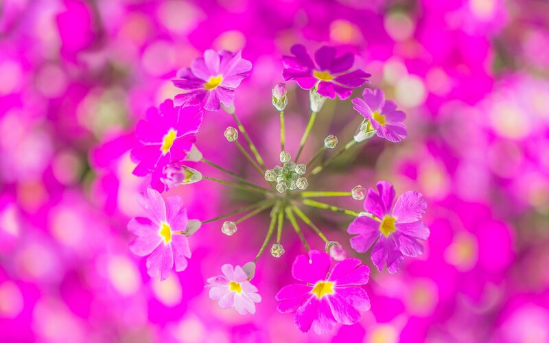 Purple Primrose Flowers — Pink, Vibrant