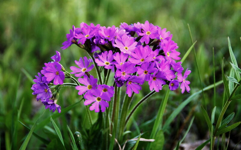 Purple Primrose Flowers — Serene, Spring, Photograph, Grass