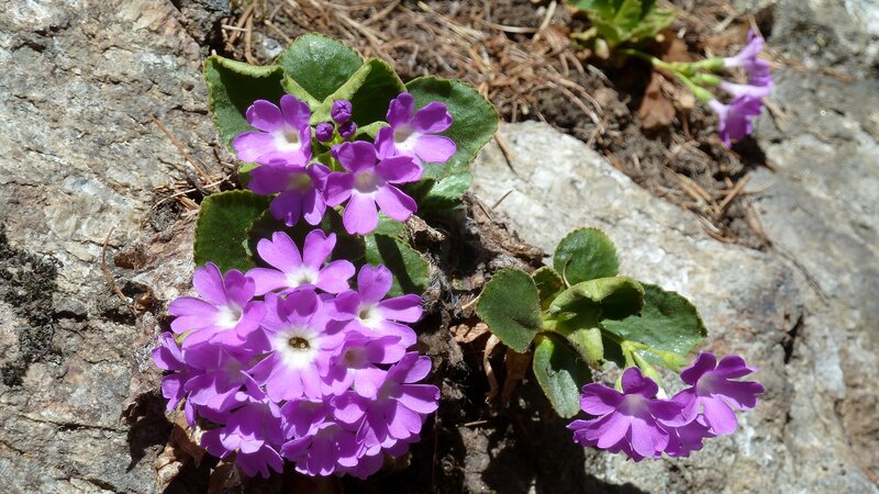 Purple Primrose Flowers — Serene, Spring, Photograph, Rocks