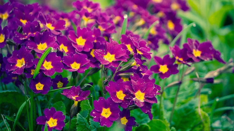 Purple Primrose Flowers — Serene, Spring, Photograph