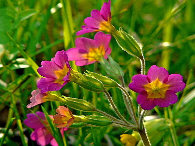 Purple Primrose Flowers — Serene, Spring