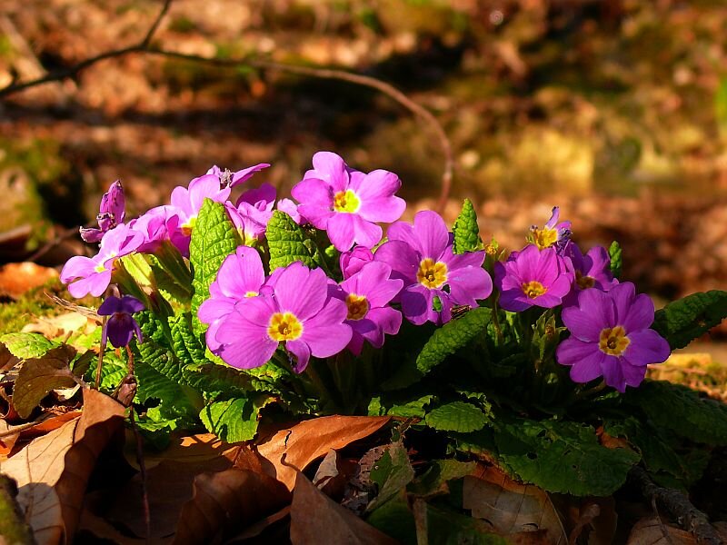 Purple Primrose Flowers — Serene
