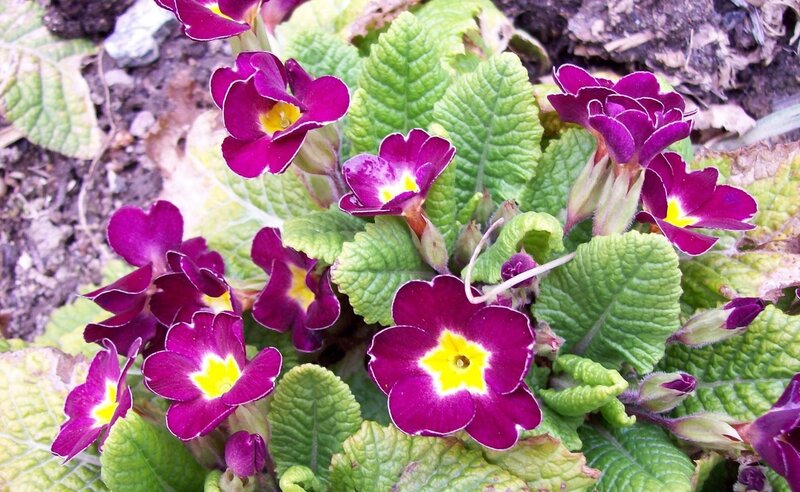 purple primrose flowers