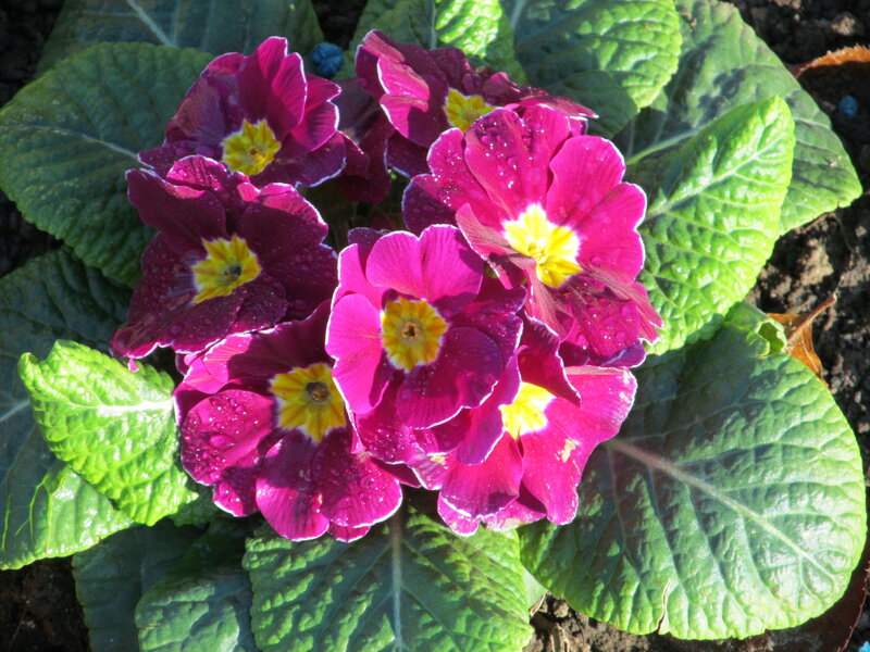 Purple Primrose Flowers — Vibrant, Morning