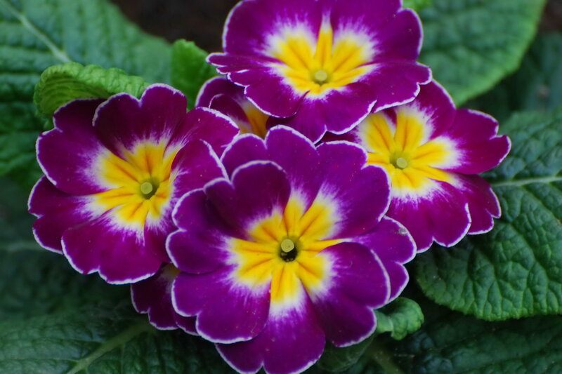 Purple Primrose Flowers — Vibrant, Spring, Photograph, Leaves