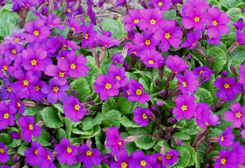 Purple Primrose Flowers — Vibrant, Spring, Photograph