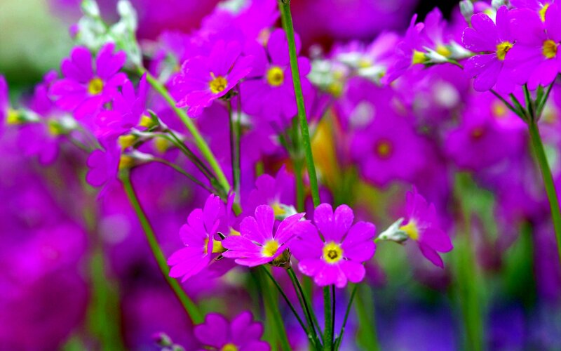 Purple Primrose Flowers — Vibrant, Spring