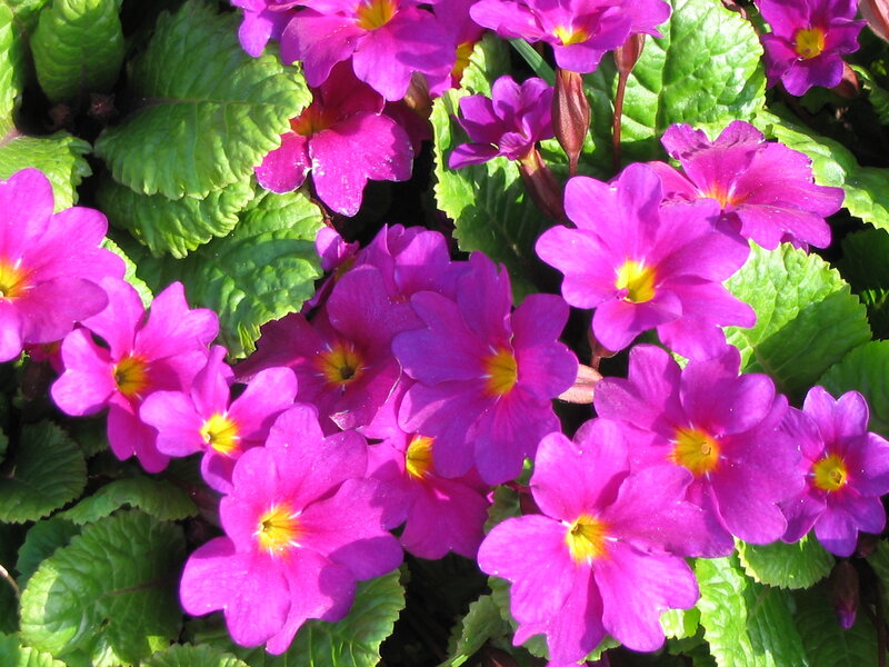 Purple Primrose Flowers — Vibrant