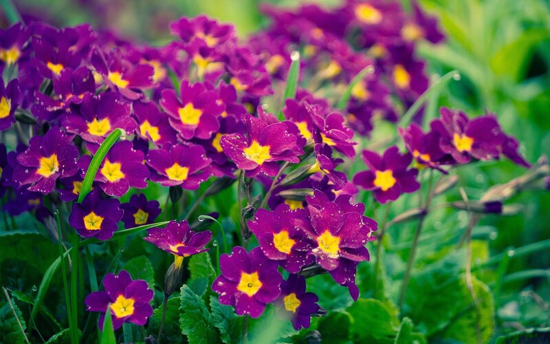 purple primroses in a garden